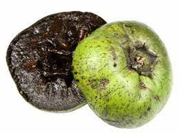 We did not find results for: Black Sapote Tastycraze Com