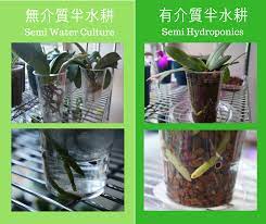 有介質半水耕 無介質半水耕蘭花種植方式怎麼分辨 蘭花 兰花 orchid orchidloveatx hydroponics plants garden