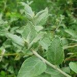 Image result for Helichrysum schimperi