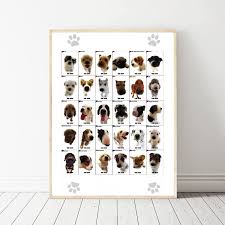 us 7 9 the dog different dog breeds infographic chart art canvas poster prints home wall decor painting 24x36 inches in painting calligraphy from