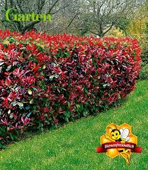 Mein Schoner Garten Hecken Set Tre Immergrune Hecke Bei Baldur Garten Garten Hecken Immergrune Hecke Heckenpflanzen