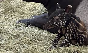 Image result for tapir