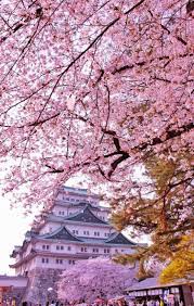 Account Suspended Japan Landscape Cherry Blossom Japan Aesthetic Japan