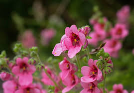 Image result for ostruhatka