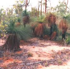 Image result for Lipocarpha atra