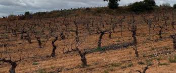 Image result for Lobesia botrana grapevine