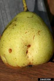Dwarf citrus trees love humidity so mist them daily or use a humidifier. 15 Tree Fruit And Nuts Nc State Extension Publications Fruit Orchard Tree Tree