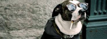 We're here for a laugh, not to be shocked. Funny Animals Home Facebook