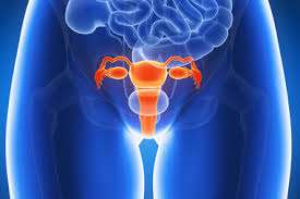 Female body internal organs chart with labels on white background. Female Reproductive System Healthdirect