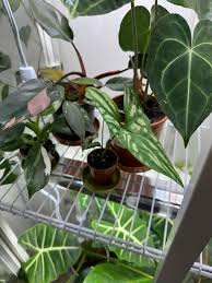 Image result for Cercestis