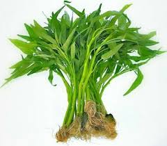 Seperti apa kondisi alam negerinya sendiri? Bahasa Inggris Kangkung Faunadanflora Com