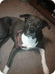 9 Akita Pit Ideas Akita Pitbull Terrier Bull Terrier Mix