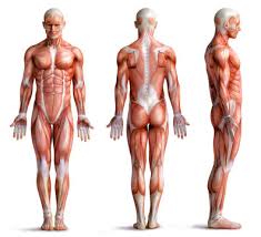Memorize all the muscle facts with the help of muscle cheat sheets. 16 805 Best Back Muscles Anatomy Images Stock Photos Vectors Adobe Stock