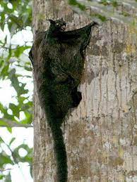 Large Black Flying Squirrel Aeromys Tephromelas Flying Squirrel Melanistic Animals Squirrel