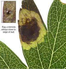 Image result for Stigmella paradoxa