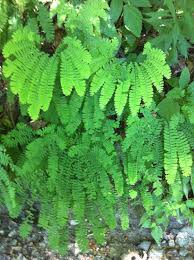 Image result for Polypodiaceae