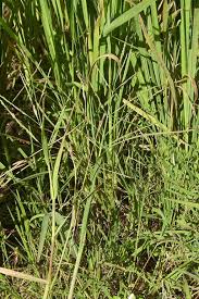 Image result for Panicum subalbidum