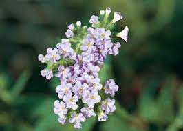 Maybe you would like to learn more about one of these? Azure Skies Heliotrope Plants Beautiful Flowers Garden Southern Living Plant Collection
