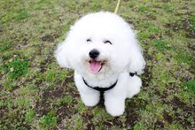 「犬笑顔」の画像検索結果