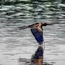 Ayni Nil Nehrinde Bu Kusun Sudan Kalkma Anini Cok Bekledim Hatta Cektim De Ama Bu Fotograf Cok Daha Heyecan Verici Oldu Butune Bakmayi Unutma In 2020 Animals Bird