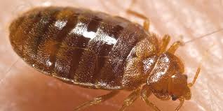 Maybe you would like to learn more about one of these? Qui Est La Punaise De Lit Comment S En Debarrasser