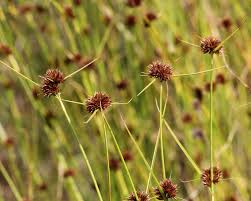 Image result for Rhynchospora brevirostris