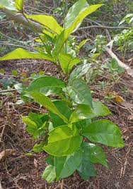 Image result for Flabellaria paniculata
