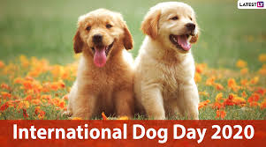 To sort your life, to bring some happiness in your life, to be happy…. Viral News National Dog Day Funny Memes Quotes Cute Gifs Adorable Puppy Hd Images Viral Videos Latestly