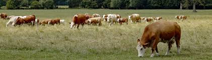 Generate name ideas for your brand below. Iowa Recorded Livestock Brands Iowa Department Of Agriculture And Land Stewardship