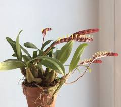 Image result for Bulbophyllum falcatum