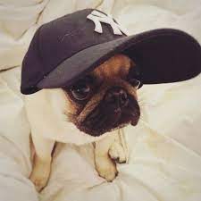 Pug Life Puglee Pug Pugs Funny Baby Pugs Pugs