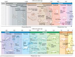 Ordovician Radiation Paleontology Britannica