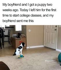 33 Cute Dog Posts That Will Have You Grinning All Day Cute Animals Cute Dogs Getting A Puppy