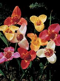 We have bulbs available for every season. Tigridia Pavonia Nz Bulbs New Zealand Bulbs