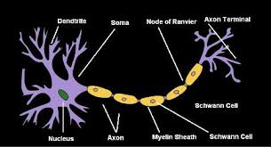 A diagram of which all the parts of picture have been labelled by their name is known as labelled diagram. Draw A Labeled Diagram Of A Neuron Cbse Master Ncert Textbooks Exercises Solutions