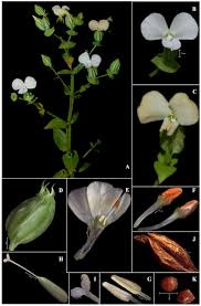 Image result for Canscora alata