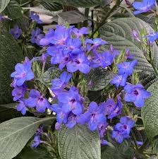 Image result for Eranthemum pulchellum