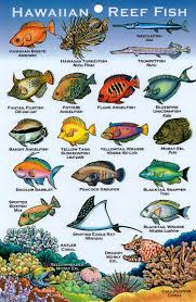 Hawaii Reef Fish Hawaiian Art Fish Chart Hawaii