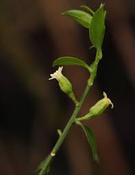 Image result for Osyridicarpos