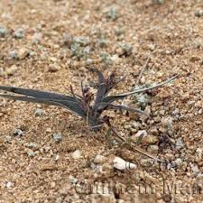 Image result for Ornithoglossum
