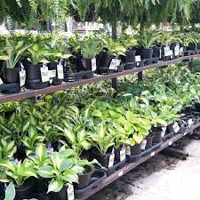 Zamora's lawn treatment & lawnscape. Lowe S Hardware Store