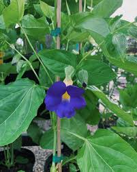 Image result for Thunbergia battiscombei