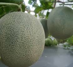 Saluran resmi youtube group orkes melon music. Sukses Budidaya Melon Gambar Melon Belanja Online Pertanian Mudah Terpercaya Lmga Agro