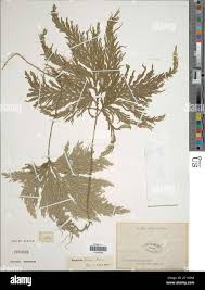 Image result for Selaginella buchholzii
