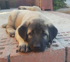 Sebastian Martinez Adli Kullanicinin Anatolian Shepherd Panosundaki Pin Kangal Kopegi