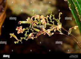 Image result for Polystachya bennettiana