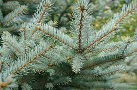 Choosing from a conifer tree list for your u.s. The Best Types Of Conifer Trees And How To Grow Them
