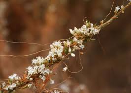 Image result for Cuscuta abyssinica