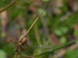 Geranium robertianum