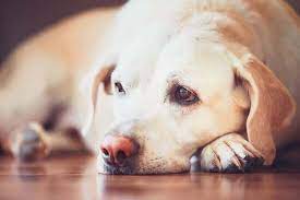 Auch etliche nahrungsmittel oder äußere verletzungen an der aftergegend verursachen diesen umstand. Hund Hat Blut Im Stuhl Grunde Und Losungsansatze Modern Dogs De
